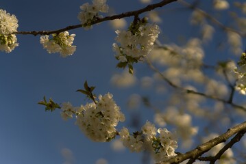 White cherry blossoms on the tree in spring.