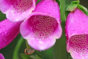 Close up of a foxglove flower  © Jenny Thompson