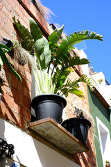 Lush green potted plant in mediterranean sun on rustic balcony