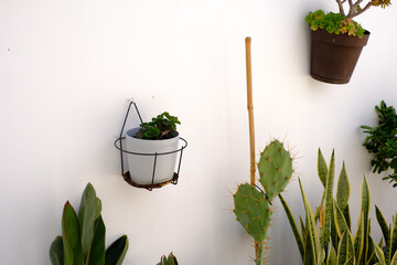 Minimalist garden design with cacti, potted plants, and bamboo elements on a white wall