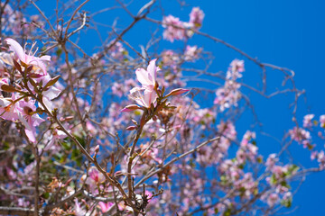 Beautiful spring blossoms on branches against a clear blue sky