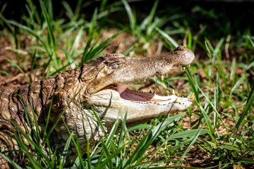 Typical Brazilian alligator from the Pantanal out of the water warming itself in the sun in close-up