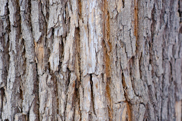 Fototapeta premium Close-up of tree bark texture in a natural outdoor setting
