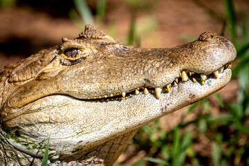 Typical Brazilian alligator from the Pantanal out of the water warming itself in the sun in close-up