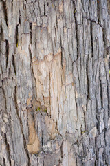 Textured bark surface with natural patterns for nature and background concepts