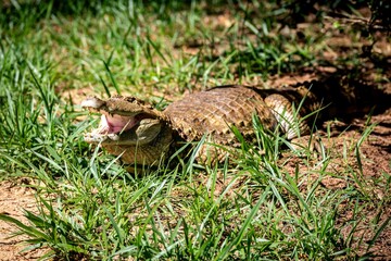 Typical Brazilian alligator from the Pantanal out of the water warming itself in the sun in close-up