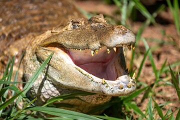 Obraz premium Typical Brazilian alligator from the Pantanal out of the water warming itself in the sun in close-up