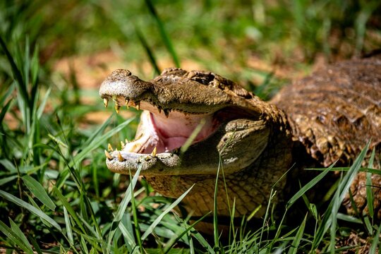 Typical Brazilian alligator from the Pantanal out of the water warming itself in the sun in close-up