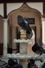 Pigeons Playing in a Historic Courtyard Fountain