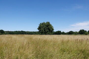 Fototapeta premium Baum auf einem Feld