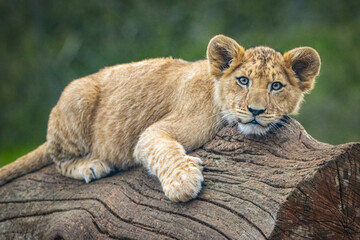 African lion cub