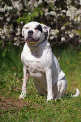 Dogo Argentino dog with a black collar posing outdoors sitting on a green grass in summer