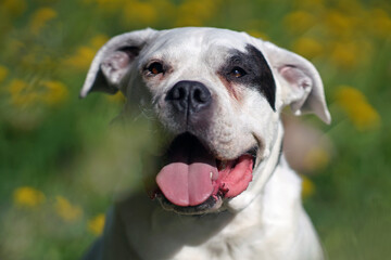 The portrait of a cute Dogo Argentino dog with a black collar posing outdoors in a green grass with yellow flowers in summer