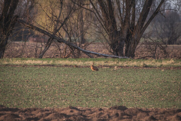 Hasen auf freiem Feld – Naturfotografie in freier Wildbahn