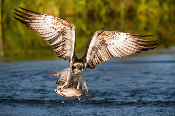 Osprey (Pandion haliaetus). Bird flies from water with trout clutched under powerful talons....