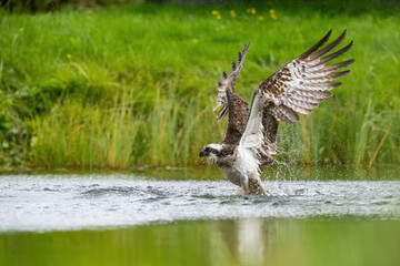 Osprey (Pandion haliaetus). Bird takes off after hunt with wet wings beating above water. Grassy...