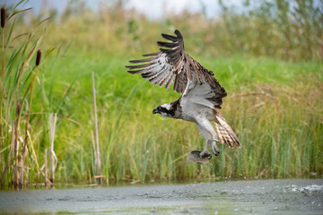 Osprey (Pandion haliaetus). Bird glides low above lake while clutching fish tightly in curved...