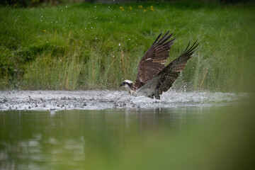 Osprey (Pandion haliaetus). Bird rises vertically with wide wingspan while gripping fish tightly beneath. Dense reeds and blurred water surround the scene. 