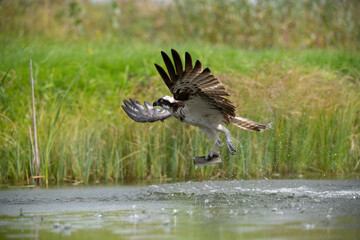 Osprey (Pandion haliaetus). Bird snatches large fish mid-air with talons extended in forward motion. Freshwater reed marsh with green backdrop. Moment captures intensity of successful hunt.