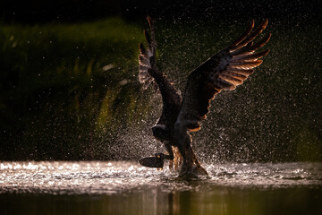 Osprey (Pandion haliaetus). Osprey explodes from the water with powerful wingbeats, backlit by...