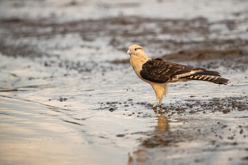 Yellow-headed Caracara (Milvago chimachima). Falconidae Wades Through Muddy Shoreline. Silty estuary lit by golden evening sun. Lone raptor's inquisitive gaze captures quiet tension.