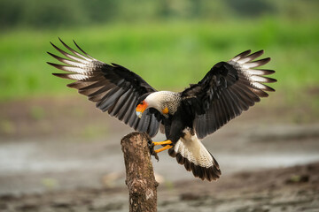 Southern crested caracara (Caracara plancus). Falconid landing forcefully with widespread wings. Marshy open area near a river. Wings fully flared in perfect symmetry.