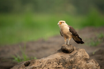 Yellow-headed Caracara (Milvago chimachima). Falconidae Watches from Weathered Log. Grassy open plain with bare soil foreground. Calm vigilance contrasts with earthy solitude.