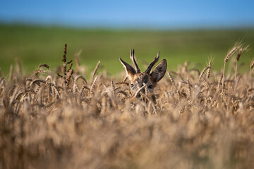Roe deer (Capreolus capreolus). Cervid hiding deep in golden wheat. Rural farmland surrounded by lush green hills. Sharp eyes and antlers pierce through golden grain curtain.