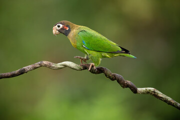 Brown-hooded parrot (Pionopsitta haematotis). Psittacidae Balancing Midstep. Curved tropical vine. Playful movement and colors pop in soft rainforest light.