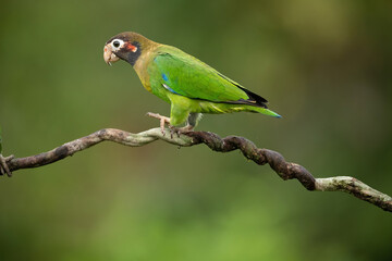 Brown-hooded parrot (Pionopsitta haematotis). Psittacidae Static Gaze. Twisted jungle perch. Still moment shows vivid green plumage in bright tropical tone.