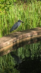 Night Heron in Florida