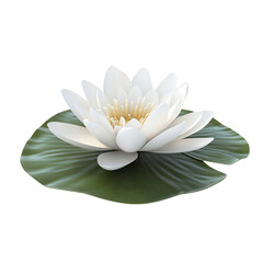 A 3D Water Lily with Delicate Flowers Floating Isolated on Transparent Background