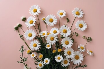 Obraz premium Minimalist White Daisy and Chamomile Flowers on Soft Pink Background for Summer Lifestyle Inspiration