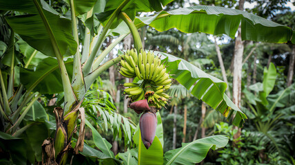 banana tree