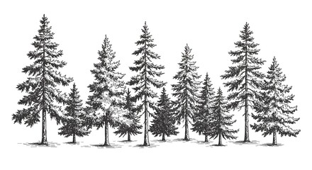 Obraz premium Pine Tree Forest Illustration