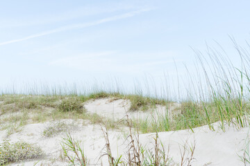 Grassy sand dunes at the beach 