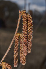 Staminate catkins of common hazel (lat. Corylus avellana) bloomed in early spring before the appearance of leaves. Hazel (lat. Corylus) is a genus of shrubs in the Birch family.