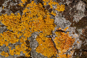 Wall Xanthoria (lat. Xanthoria parietina) is a lichen of the Telochistaceae family, a species of...