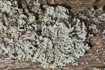 Parmelia sulcata (lat. Parmelia sulcata) - type of lichen genus Parmelee (Parmelia) family Parmeliaceae (Parmeliaceae).