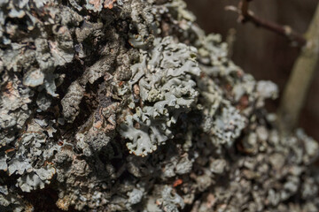 Parmelia sulcata (lat. Parmelia sulcata) - type of lichen genus Parmelee (Parmelia) family Parmeliaceae (Parmeliaceae).