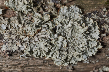 Parmelia sulcata (lat. Parmelia sulcata) - type of lichen genus Parmelee (Parmelia) family...