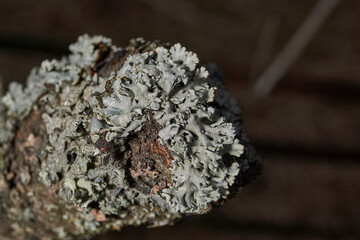 Parmelia sulcata (lat. Parmelia sulcata) - type of lichen genus Parmelee (Parmelia) family Parmeliaceae (Parmeliaceae).