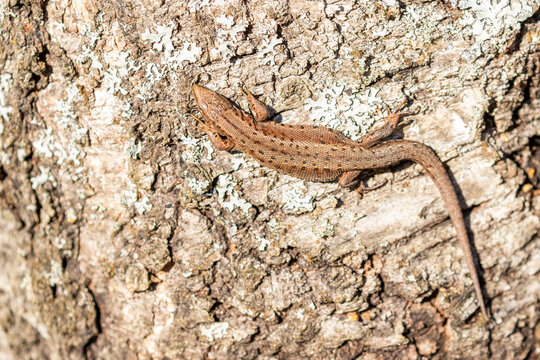 Cute little lizard, common lizard, Zootoca vivipara warming itself in the sun on a birch trunk on a sunny spring day in Estonian nature