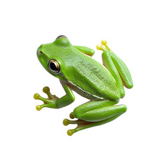 Naklejka premium Tiny Tree Frog Climbing on a Bright Green Leaf Isolated on Transparent Background