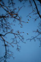 birds on a branch