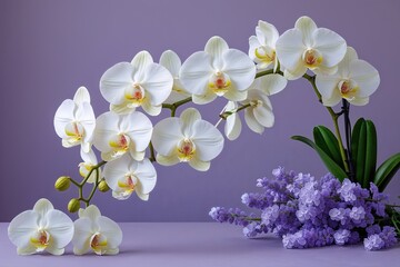 Graceful White Orchids on a Gentle Lavender Backdrop for Elegant Spring Celebrations
