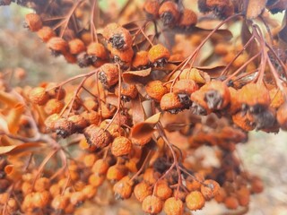 dry brown pyracantha berries on a branch