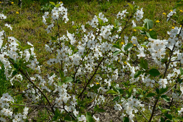 Small blooming cherry tree on grass background.