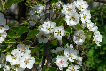 Closeup part of blooming pear tree with many white flowers.