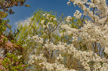 cherry blossoms in washington dc with willow tree